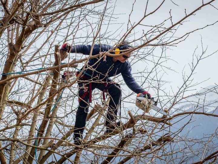 Élagage Albertville