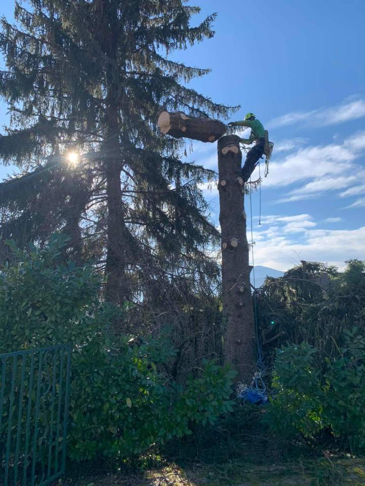 Élagueur-grimpeur Albertville