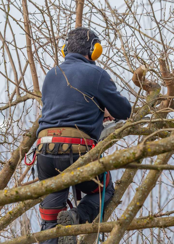 Élagage Albertville