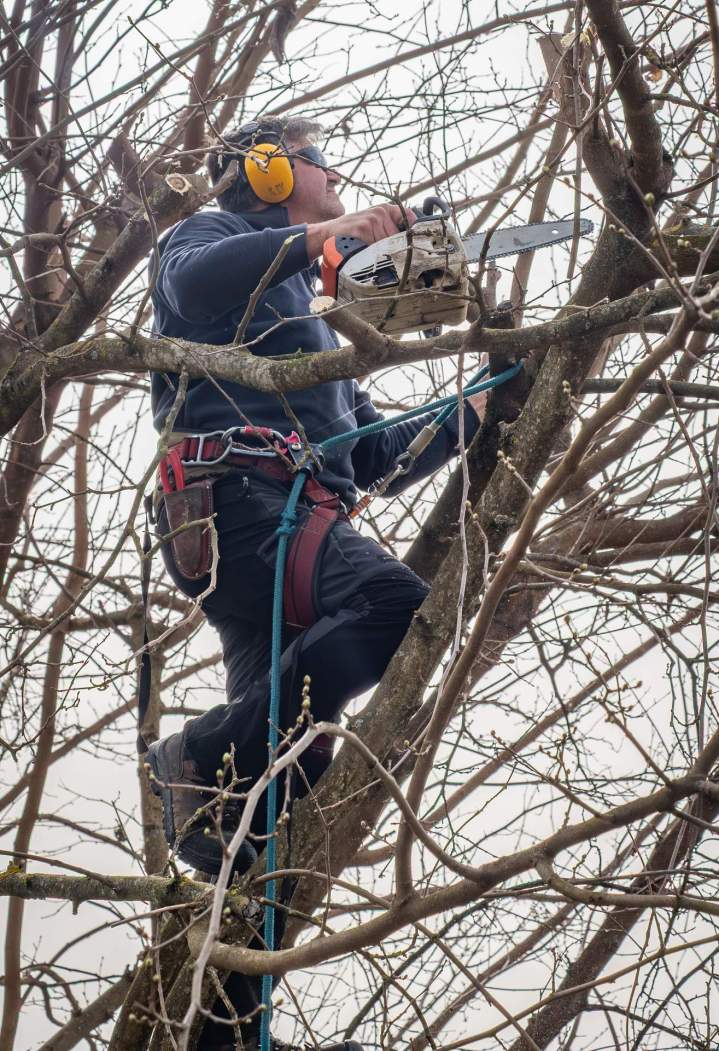 L'élagage et l'abattage de tous types d'arbres