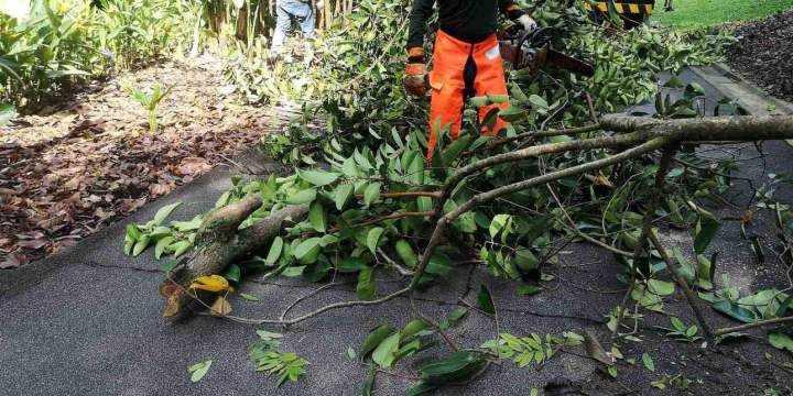 Élagage d'arbres Albertville